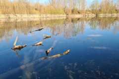IMG-20210329-WA0013